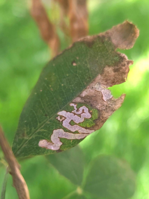  Phytomyza cytisi