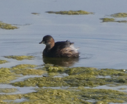 Little Grebe