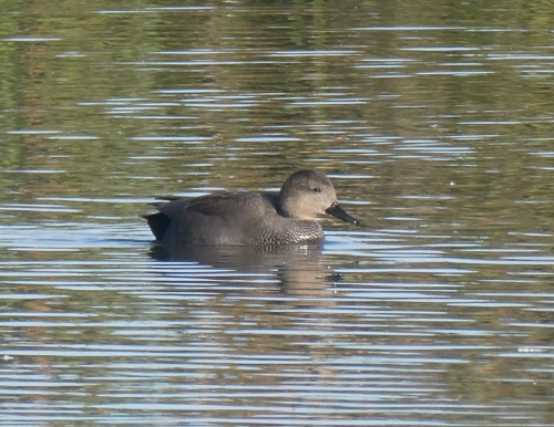 Gadwall