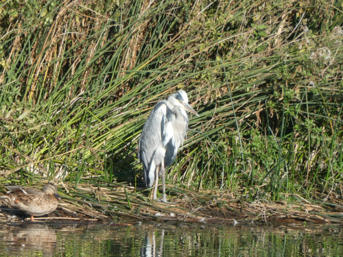 Grey Heron