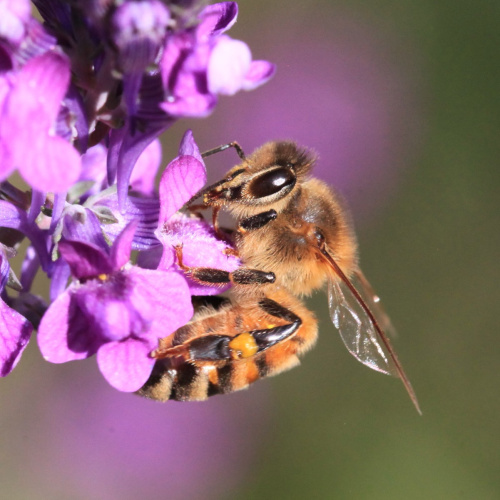 Western Honey Bee