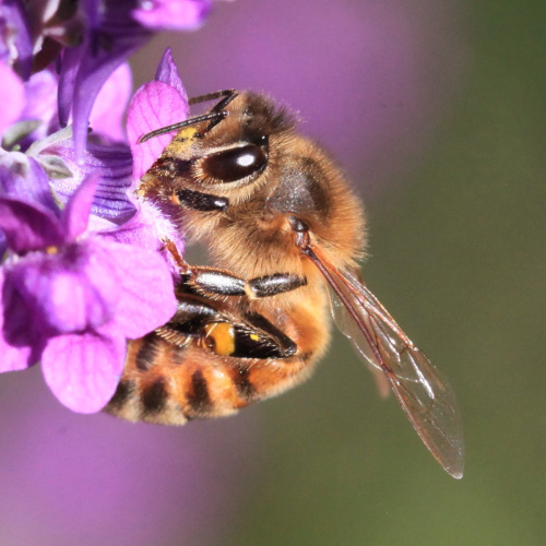 Western Honey Bee
