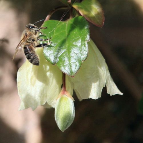 Western Honey Bee