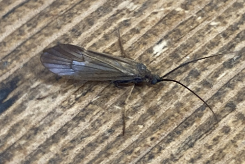 Anabolia nervosa