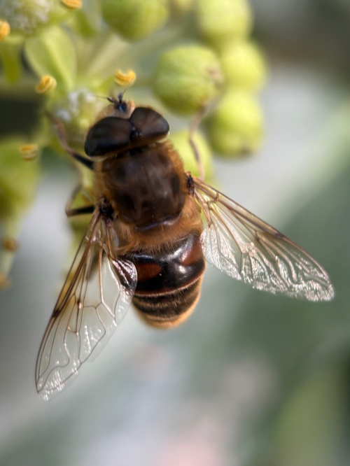 Eristalis tenax