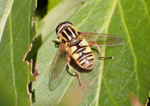 Helophilus pendulus