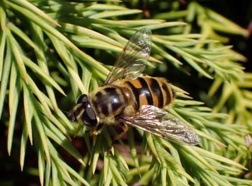 Batman Hoverfly