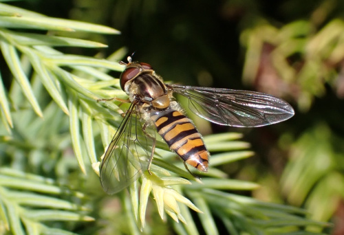 Marmalade Hoverfly