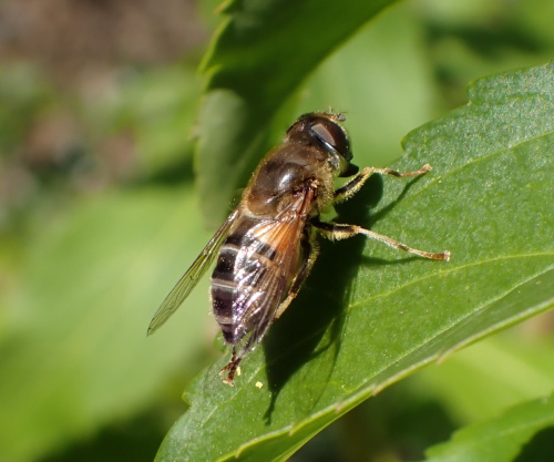 Eristalis pertinax