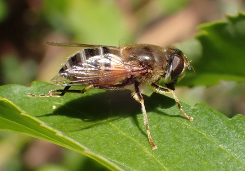 Eristalis pertinax