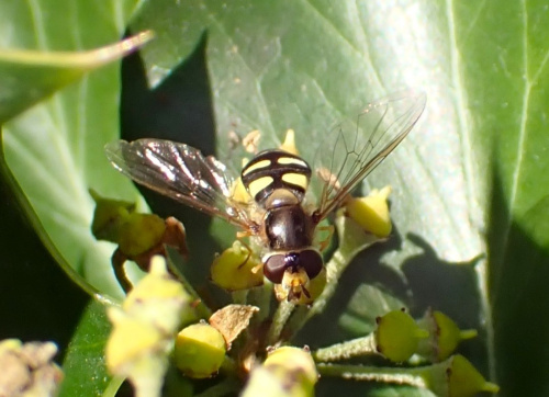 Eupeodes luniger