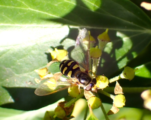 Eupeodes luniger