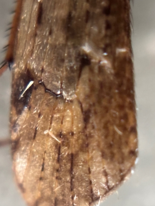 Limnephilus affinis