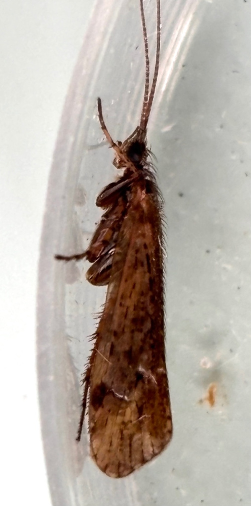 Limnephilus affinis