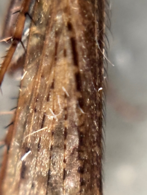 Limnephilus affinis