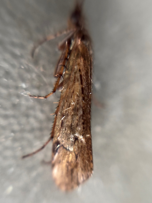 Limnephilus affinis
