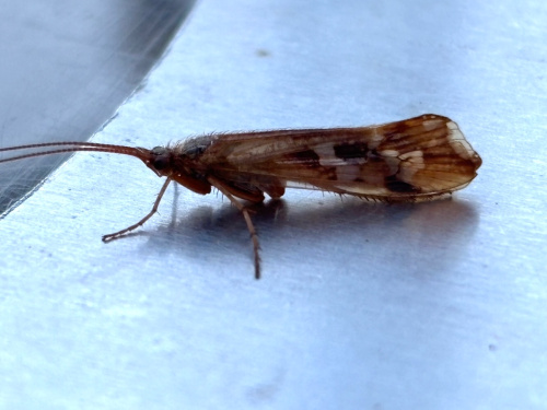 Limnephilus lunatus