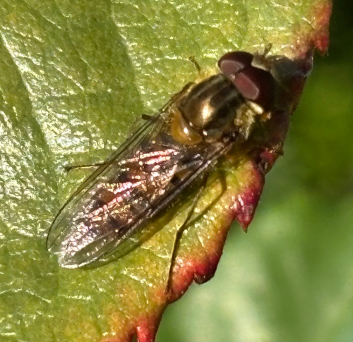 Marmalade Hoverfly