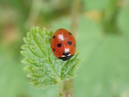 7-spot Ladybird