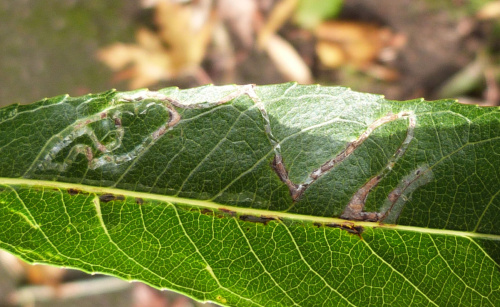 Phyllocnistis saligna/asiatica