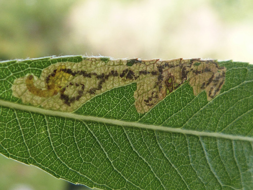 Willow Dot