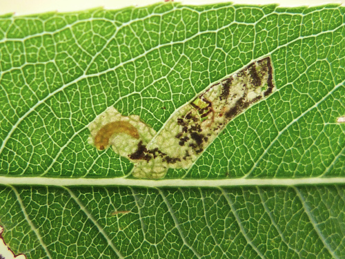 Willow Dot