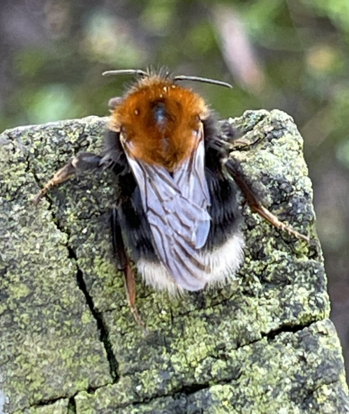 Tree Bumblebee