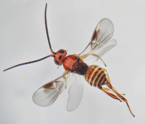 Adelius