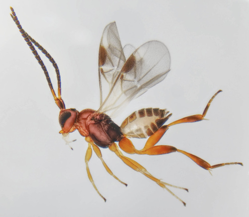 Adelius
