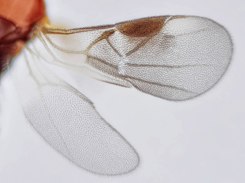Adelius