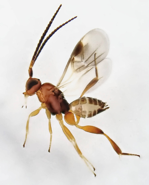 Adelius