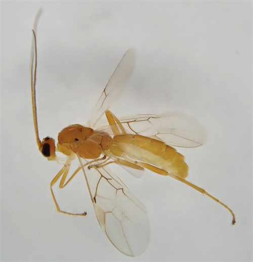Aleiodes