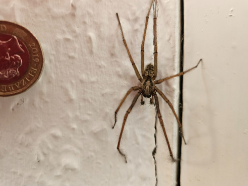 Eratigena