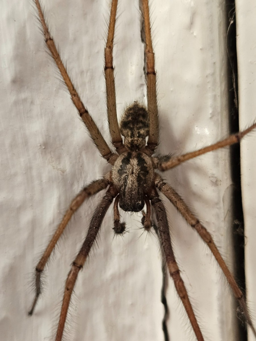 Eratigena