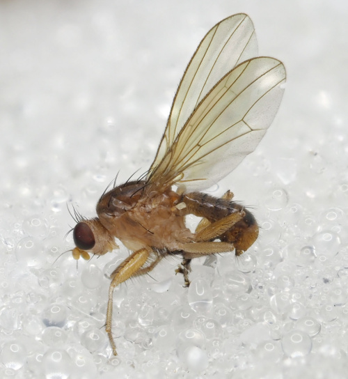 Species image