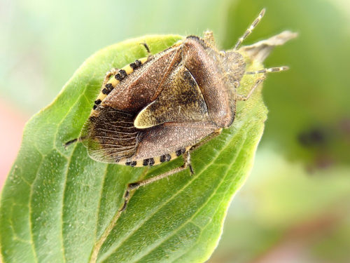 Hairy Shieldbug