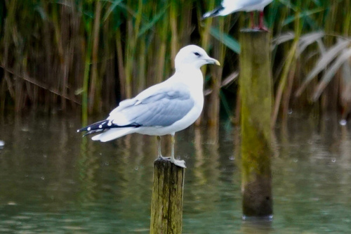 Common Gull