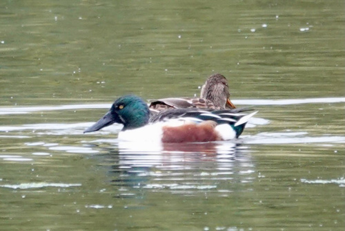 Shoveler