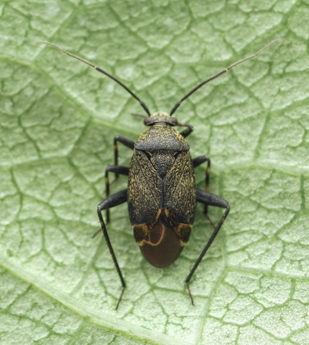 Polymerus nigrita | NatureSpot