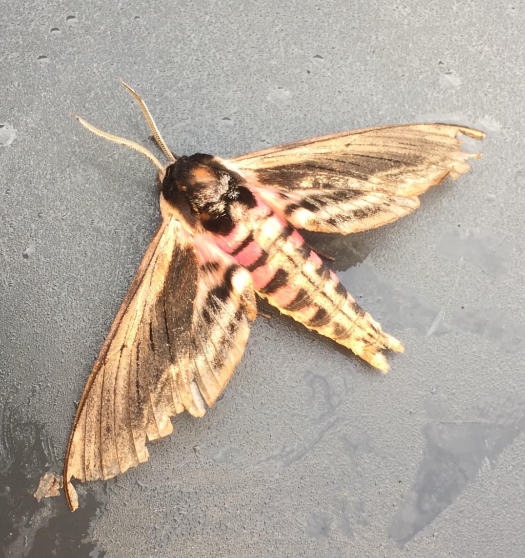 Privet Hawk-moth  Butterfly Conservation