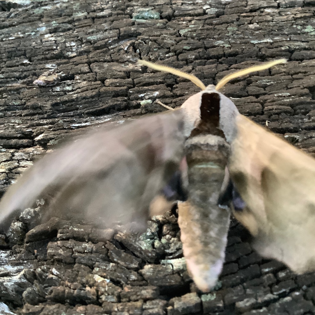 Eyed Hawk-moth  Butterfly Conservation