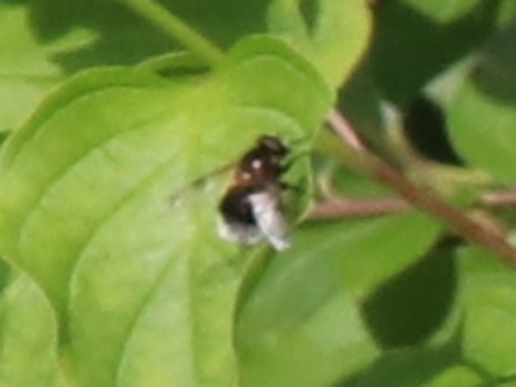 NEPTUNE Popper Bubble Bee Fly