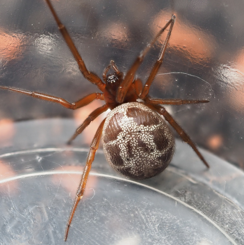 False Widow Spider NatureSpot False Widow Spider NatureSpot