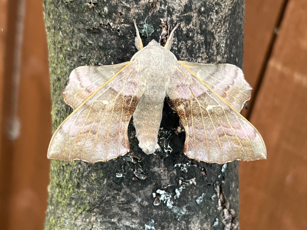 Poplar Hawk-moth  Butterfly Conservation