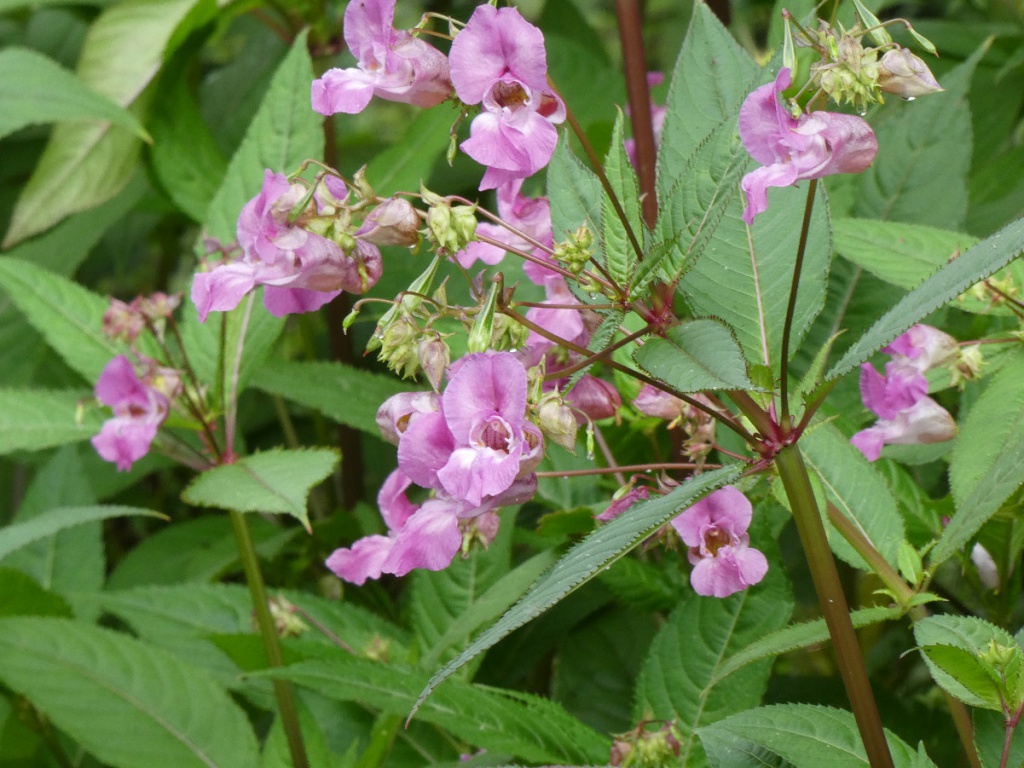 Himalayan Balsam | NatureSpot