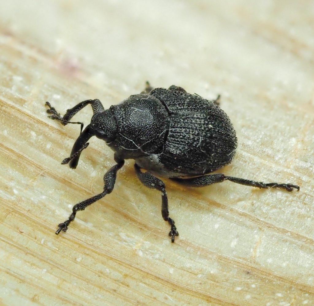 Meadow Cranesbill Weevil | NatureSpot