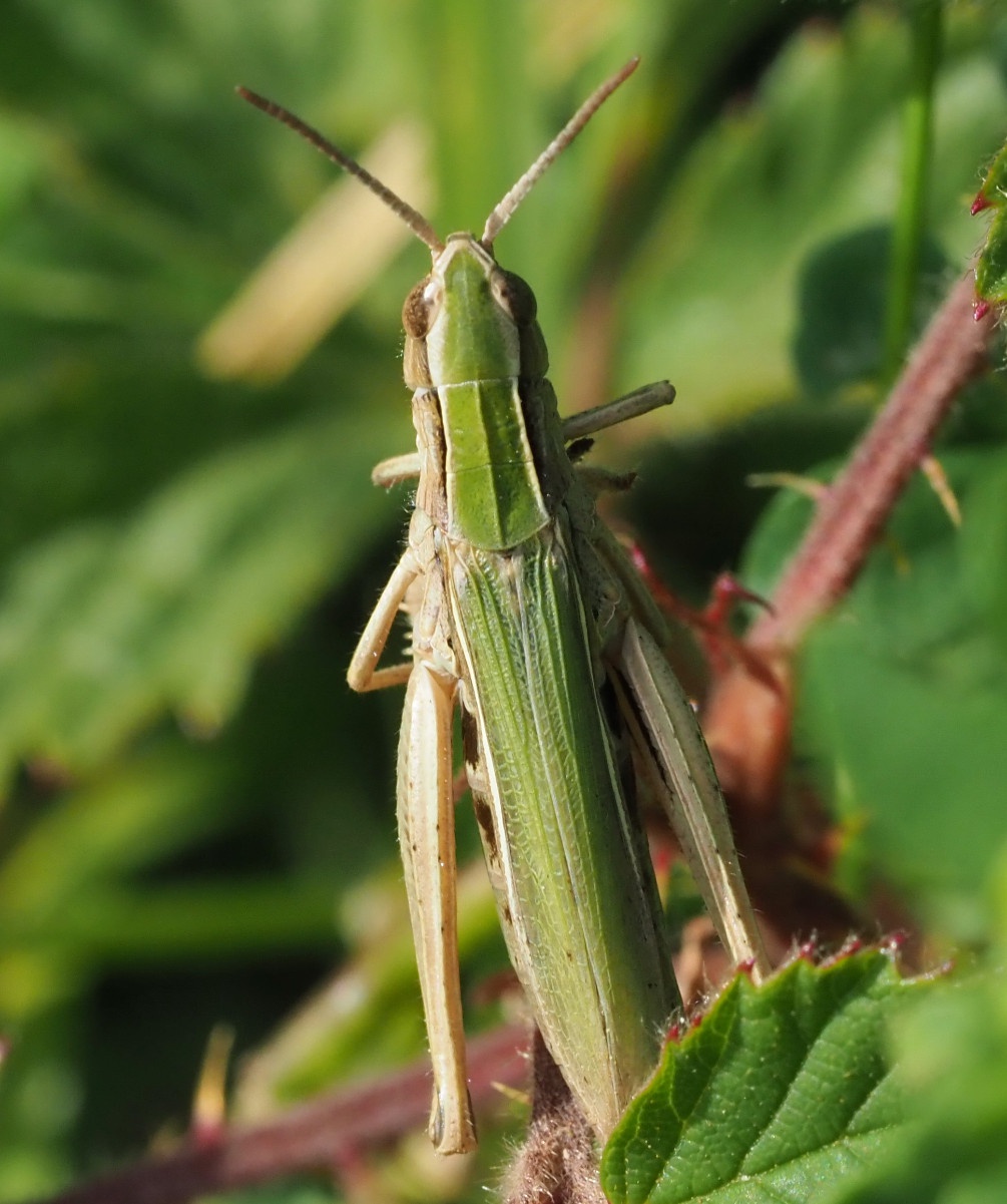 green grasshopper species