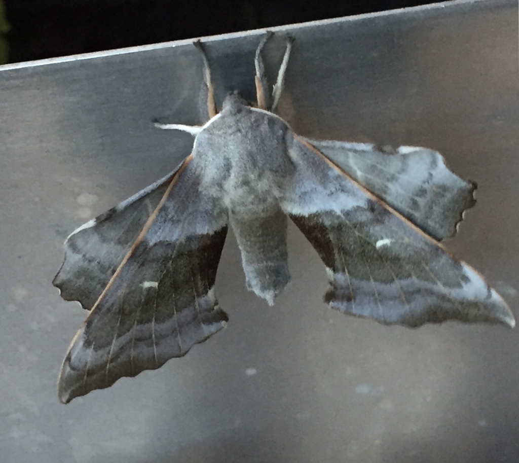 Poplar Hawk-moth  Butterfly Conservation