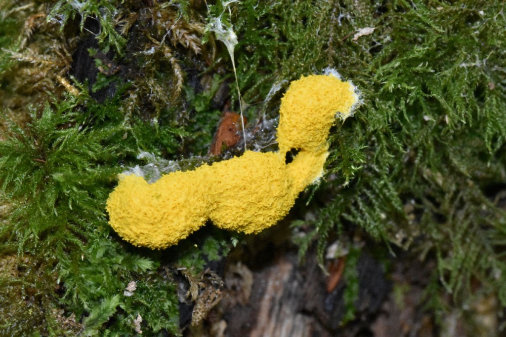 Dog Vomit Slime Mould | NatureSpot