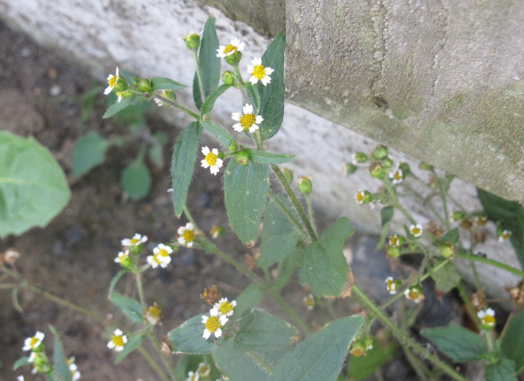 Maryland Biodiversity Project - Shaggy Soldier (Galinsoga quadriradiata)